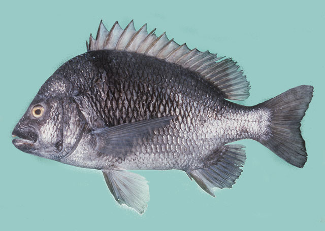 Acanthopagrus berda